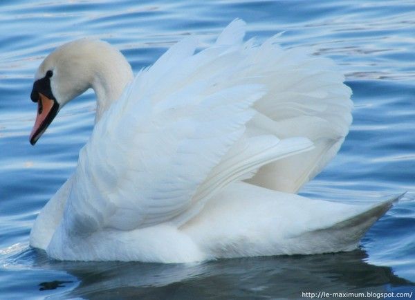 cygne